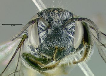 Media type: image;   Entomology 610865 Aspect: head frontal view